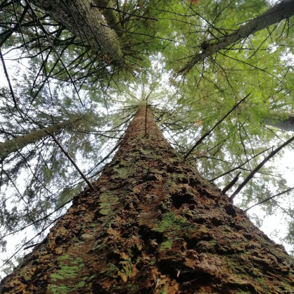 Experience forest bathing