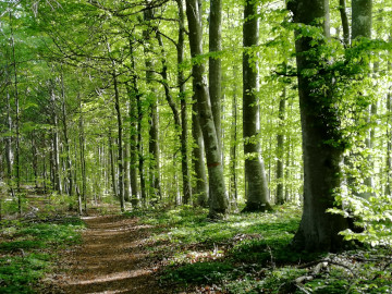 Ombergs Buchenwälder