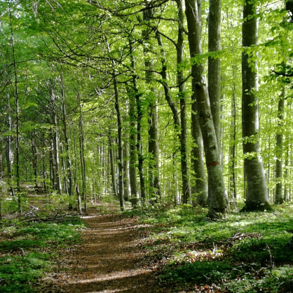 Erleben Waldbaden