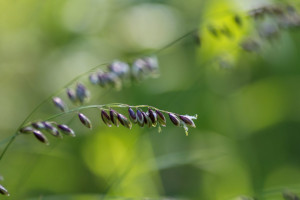 Naturskyddsföreningen Vadstena: De vilda blommornas dag, Tycklinge