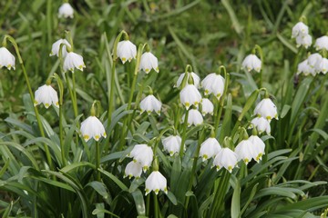 Spring snowflakes in the Monk's Garden. Photo: Bernd Beckmann