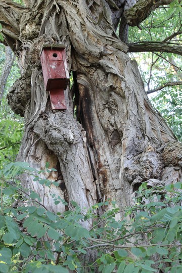 Kräutergarten, Robinie. Foto: Bernd Beckmann