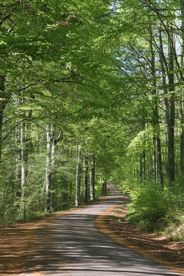 Beech forest nature reserve. Photo: Bernd Beckmann