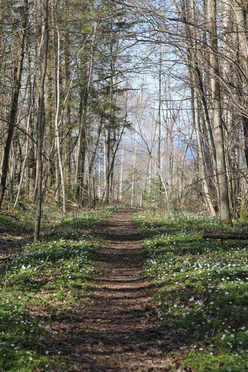 Omberg vid Steneborg. Foto: Bernd Beckmann