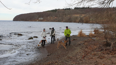 Spaziergang mit Hunden am Auslauf des Ålebäcken. Foto: Bernd Beckmann