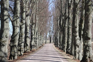 Allee bei Kyleberg. Foto: Bernd Beckmann