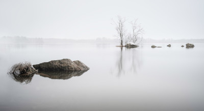 Galleri Vita Rum: Markus Ojanperä, Träd (fotografi) (2/3-6/4)