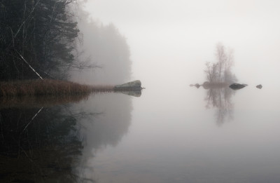 Galleri Vita Rum: Markus Ojanperä, Träd (fotografi) (2/3-6/4)