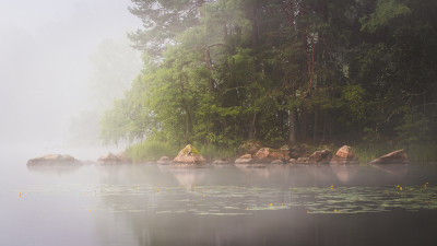 Galleri Vita Rum: Markus Ojanperä, Träd (fotografi) (2/3-6/4)