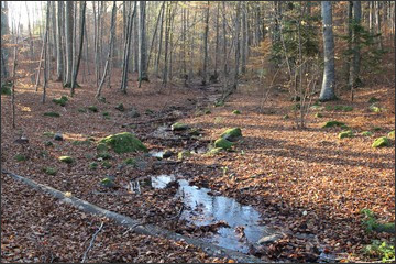 Beechwood Forest Trail