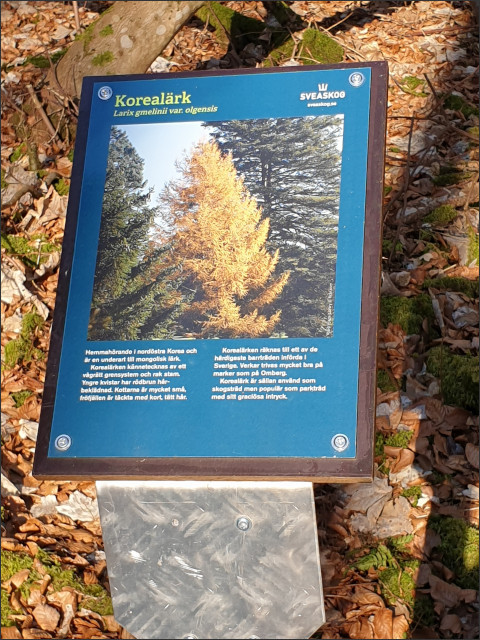 Skogsslingan, sign describing korean larch