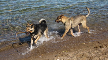 Bårstad dog bath. Phto: Heike Berg